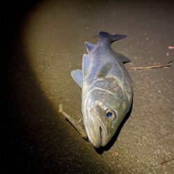 調子に乗って本日も仕事帰り釣行