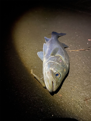 調子に乗って本日も仕事帰り釣行