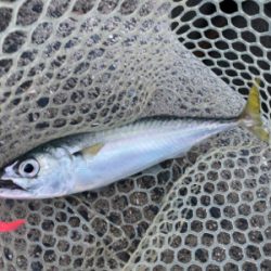 タチウオとサバ