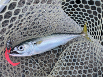 タチウオとサバ