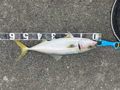 ショアジギング