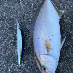 青物好調!人工島