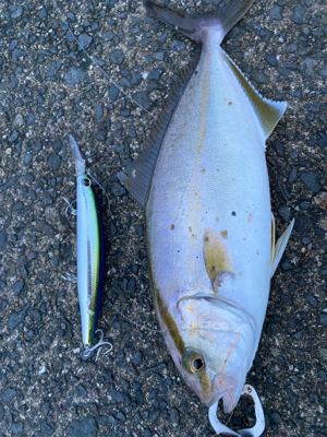 青物好調!人工島