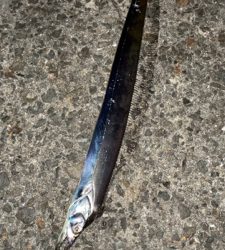 アジングのちタチウオ