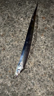 アジングのちタチウオ