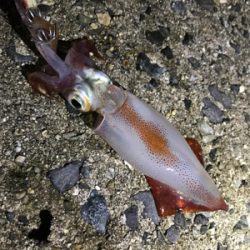 土砂降り後でも本当に釣れるのぉ？