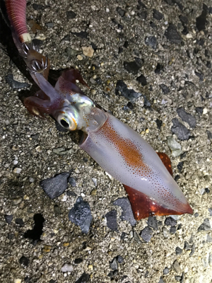 土砂降り後でも本当に釣れるのぉ？