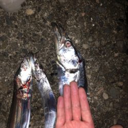 あそこがタチウオ