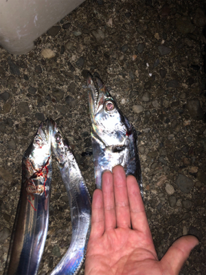 あそこがタチウオ