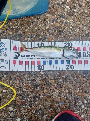 サバゲーでした