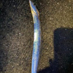 いいサイズの太刀魚