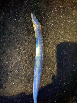 いいサイズの太刀魚