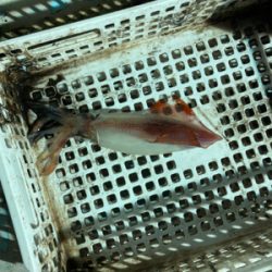 丹後半島イカメタルゲーム