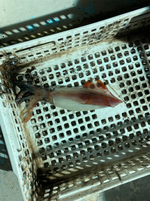 丹後半島イカメタルゲーム