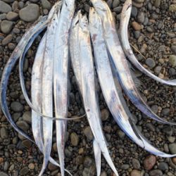 ちっさいタチウオ 入れ食い