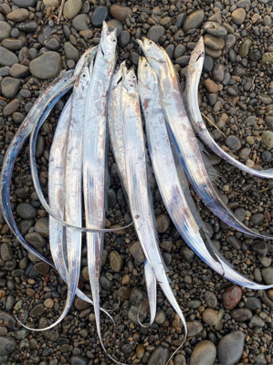 ちっさいタチウオ 入れ食い