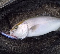 シオ!2021ライトゲーム第28戦