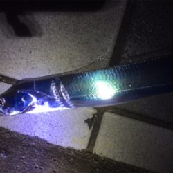 今年１発目の太刀魚調査