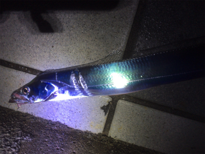 今年１発目の太刀魚調査