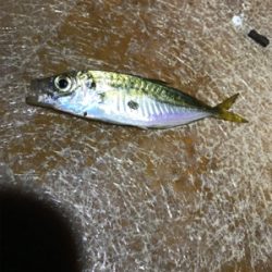 豆アジからのデブアジ