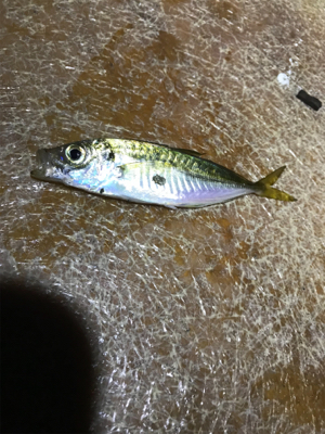 豆アジからのデブアジ