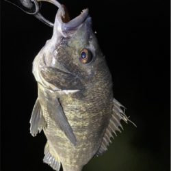 湾奥チヌパトロール！