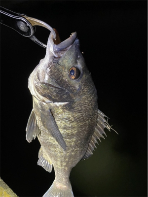 湾奥チヌパトロール！