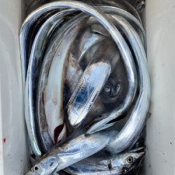 入れ食い太刀魚