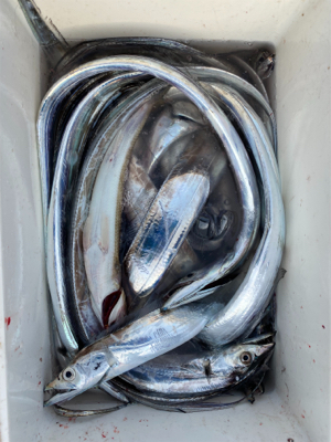 入れ食い太刀魚