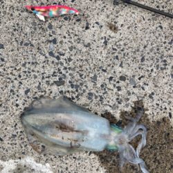 堤防からエギング