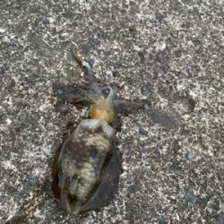 秋イカ(アオリイカ)