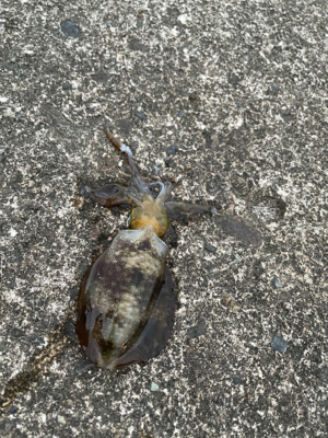 秋イカ(アオリイカ)