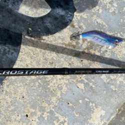 雨上がりの朝マズメ