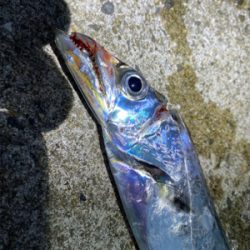 安定の太刀魚。でもドラゴンは釣れない