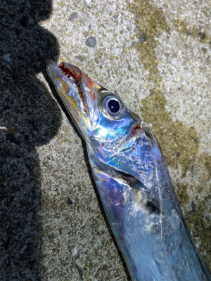 安定の太刀魚。でもドラゴンは釣れない