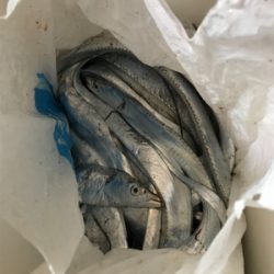 太刀魚釣りに行きました！