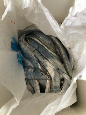太刀魚釣りに行きました！