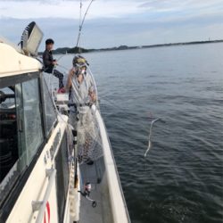 まだまだタチウオ