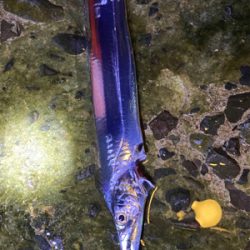 タチウオ調査！須磨