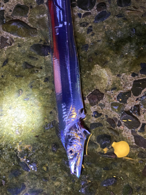 タチウオ調査！須磨