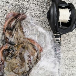 まだ居てたタコ