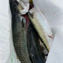 明石沖ジギング