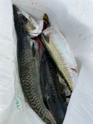 明石沖ジギング