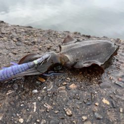 秋イカエギング