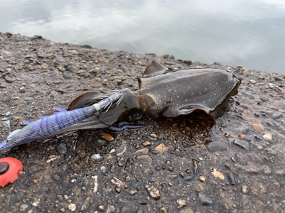 秋イカエギング