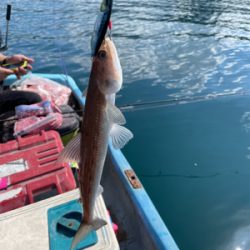 ボート　ジギング&タイラバ &エギング