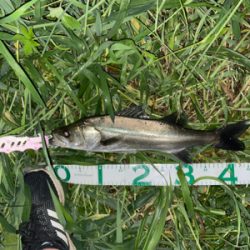 荒川シーバス連発