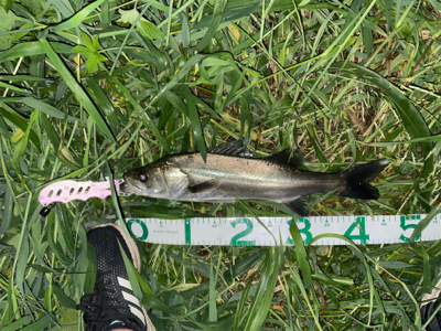 荒川シーバス連発