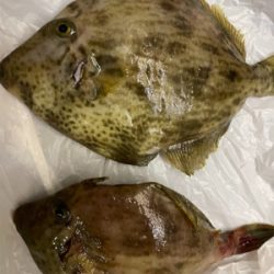 葉山ボート釣り