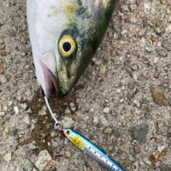 ショアジギング